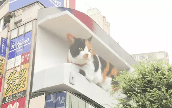 일본 신주쿠 명물 거대 고양이 최근 근황