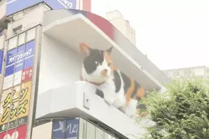 일본 신주쿠 명물 거대 고양이 최근 근황