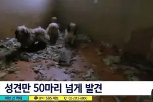 쓰레기더미에 개 60여마리 방임