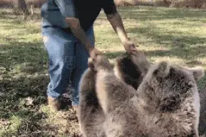 어릴 때 사육사를 만나 곰