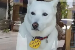 강아지 만지지 마세요