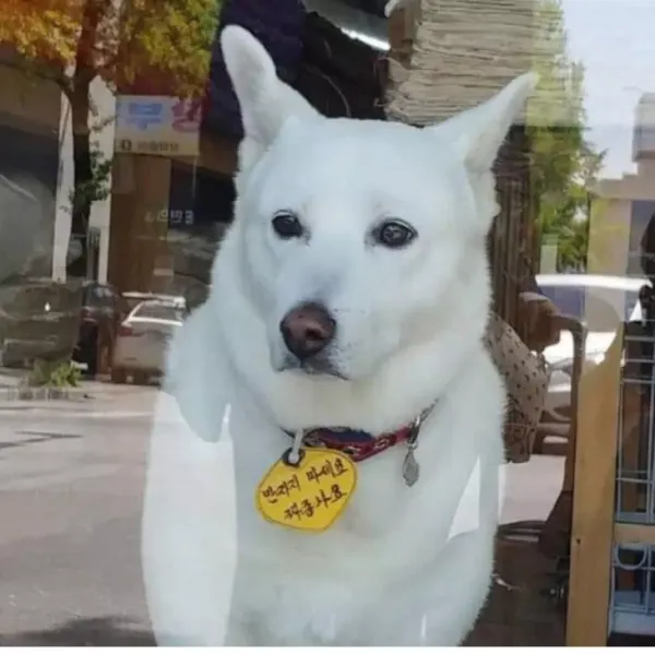 강아지 만지지 마세요