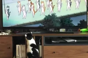 학습력이 엄청난 동물
