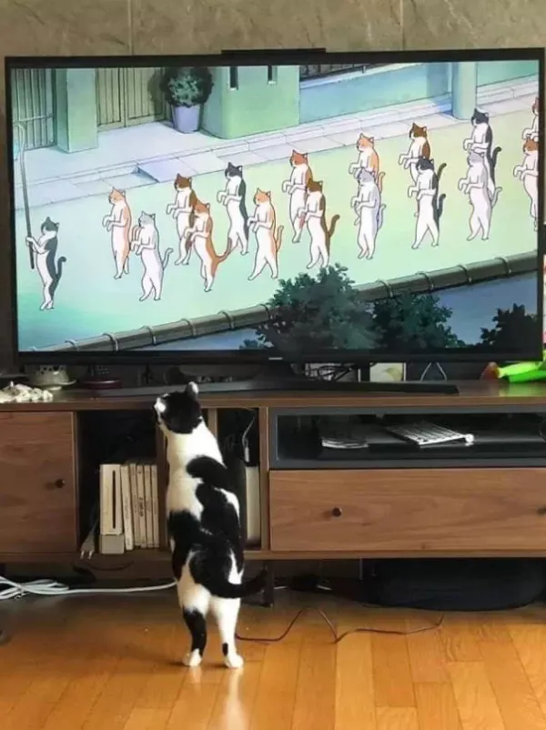 학습력이 엄청난 동물