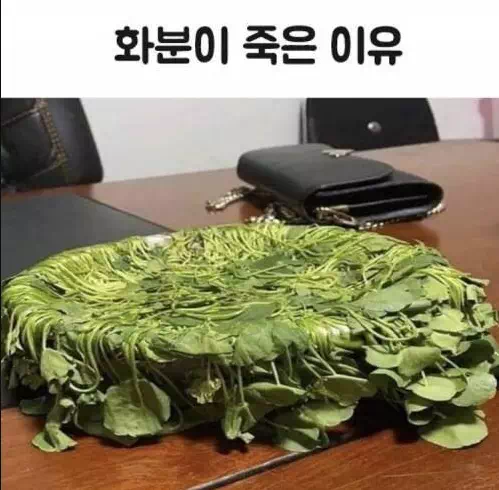 화분이 죽은 이유가 뭘까