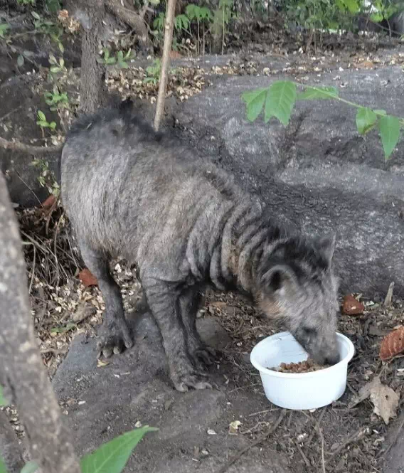 길고양이 급식소 파괴범 몰카