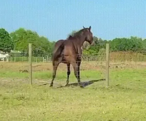 똥꼬 가려운 말