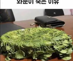 화분이 죽은 이유가 뭘까