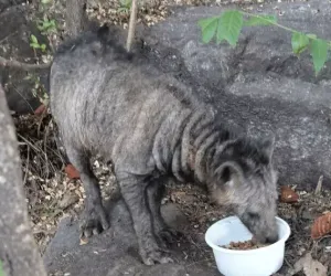 길고양이 급식소 파괴범 몰카